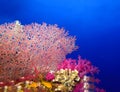 Underwater world in deep water in coral reef and plants nature flora in blue world marine wildlife, ocean sea dive. Fish napoleon