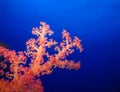 Underwater world in deep water in coral reef and plants nature flora in blue world marine wildlife, ocean sea dive. Fish napoleon Royalty Free Stock Photo