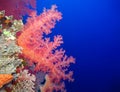 Underwater world in deep water in coral reef and plants flowers flora in blue world marine wildlife, travel nature beauty, sharks Royalty Free Stock Photo