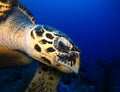 Underwater world in deep water in coral reef and plants flowers flora in blue world marine wildlife, Fish, corals, dolphins Royalty Free Stock Photo