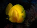 Underwater world in deep water in coral reef and plants flowers flora in blue world marine wildlife, Fish, corals, dolphins