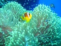 Underwater world in deep water in coral reef and plants flowers flora in blue world marine wildlife, Fish, corals and sea creature Royalty Free Stock Photo