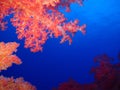 Underwater world in deep water in coral reef and plants flowers flora in blue world marine wildlife, Fish, corals and sea creature Royalty Free Stock Photo