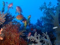 Underwater world in deep water in coral reef and plants flowers flora in blue world marine wildlife, Fish, corals and sea creature