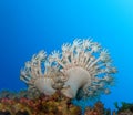 Underwater world in deep water in coral reef and plants flowers flora in blue world marine wildlife, travel nature beauty, sharks