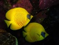 Underwater world in deep water in coral reef and plants nature flora in blue world marine wildlife, ocean sea dive. Fishes, corals Royalty Free Stock Photo