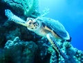 Underwater world in deep water in coral reef and plants nature flora in blue world marine wildlife, ocean sea dive. Fishes, turtle Royalty Free Stock Photo