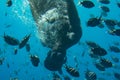 Underwater world and a diver. Coral reef and fishes in Red sea at Egypt, Egypt