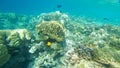 Underwater world of the Indian Ocean on Maldives