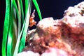 Underwater world landscape ,Colorful coral reef with hermit crab Royalty Free Stock Photo