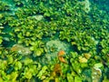 Underwater world. Lots of stones and bright green algae. We also see many colorful fish. Bright lighting. Background. Texture. Royalty Free Stock Photo