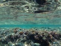 The amazing underwater world of the Mediterranean Sea near the island of Rhodes. Rhodes, Greece Royalty Free Stock Photo