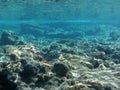 The amazing underwater world of the Mediterranean Sea near the island of Rhodes. Rhodes, Greece Royalty Free Stock Photo