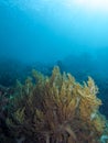 Underwater Landscape with soft coral Royalty Free Stock Photo