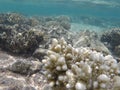 Underwater world of the Red Sea in Egypt