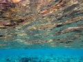 Underwater world of the red sea, water glare