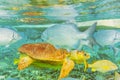 Underwater world in the reef near Caye Caulker in Belize