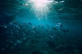 Underwater world with school fish in sea Royalty Free Stock Photo