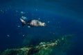 Underwater wild world with school fishes and sun rays