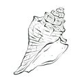 Underwater world with sea animals, spiral rapan shell. Hand drawn graphic illustration of sea shell. Drawn in black ink Royalty Free Stock Photo