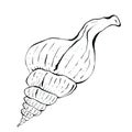 Underwater world with sea animals, spiral rapan shell. Hand drawn graphic illustration of sea shell. Drawn in black ink Royalty Free Stock Photo