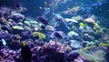 Underwater world - sea, ocean, fish, coral