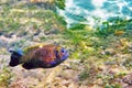 The underwater world of the Sulu Sea near Selingan island Royalty Free Stock Photo