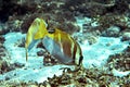 The underwater world of the Sulu Sea near Selingan island Royalty Free Stock Photo