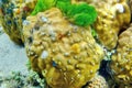 The underwater world of the Sulu Sea near Selingan island Royalty Free Stock Photo