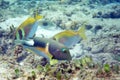 The underwater world of the Sulu Sea near Selingan island Royalty Free Stock Photo