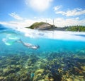 Underwater world on sunny day at Apo Island.