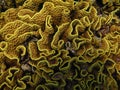 Underwater world - Top of the Coral with coplex structure. Royalty Free Stock Photo