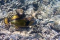 Underwater world- triggerfish & x28;Balistidae& x29; Royalty Free Stock Photo