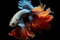 underwater world where vibrant fish of all colors flourish against a dark backdrop.