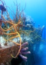 Underwater wreck Royalty Free Stock Photo