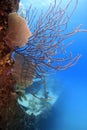 Underwater wreck of the price albert Royalty Free Stock Photo
