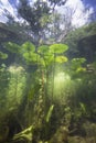 Underwater yellow Water lily nuphar lutea Royalty Free Stock Photo