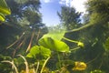 Underwater yellow Water lily nuphar lutea Royalty Free Stock Photo