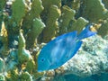 Underwaterphotography of a Blue doctorfish, Bonaire, Caribbean Netherlands