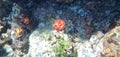 Red coral in Coiba National park