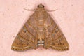 Brazilian Underwing moth Royalty Free Stock Photo