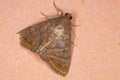 Brazilian Underwing moth Royalty Free Stock Photo