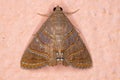 Brazilian Underwing moth Royalty Free Stock Photo