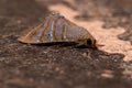 Brazilian Underwing moth Royalty Free Stock Photo
