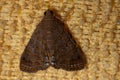 Brazilian Underwing moth Royalty Free Stock Photo