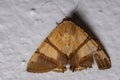 Brazilian Underwing moth Royalty Free Stock Photo