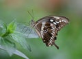 Constantines Swallowtail Royalty Free Stock Photo