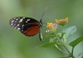 Tiger Longwing Royalty Free Stock Photo