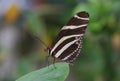 Zebra Longwing Royalty Free Stock Photo