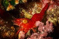 undescribed red hinge-beak shrimp arthropoda